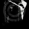 Logo de la section Kick-Boxing